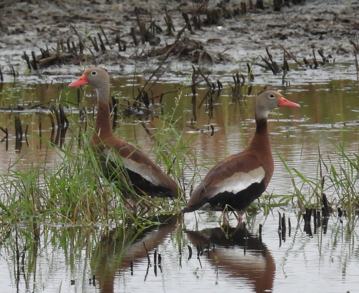 Black-bellied Whistling-Duck - ML640295773