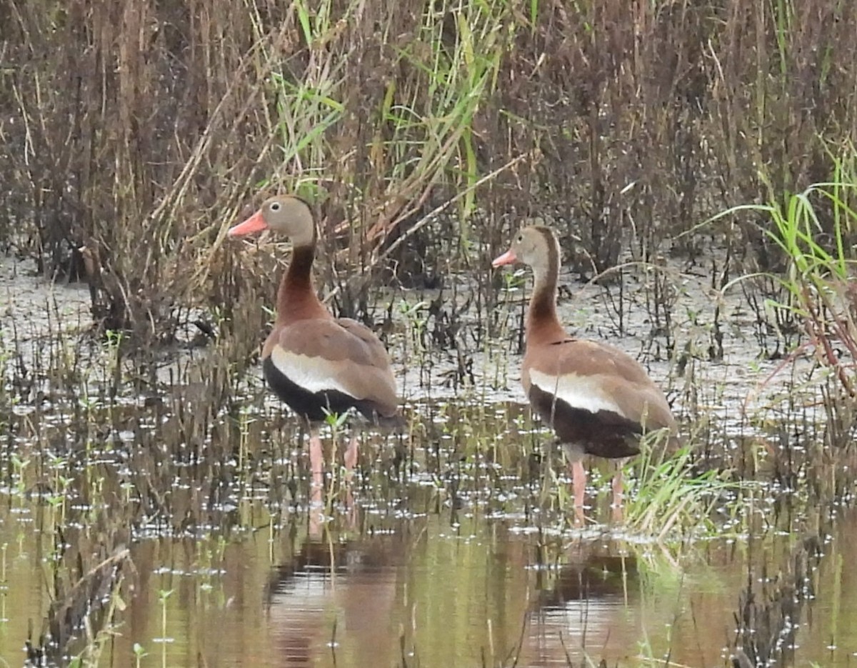 Black-bellied Whistling-Duck - ML640295781