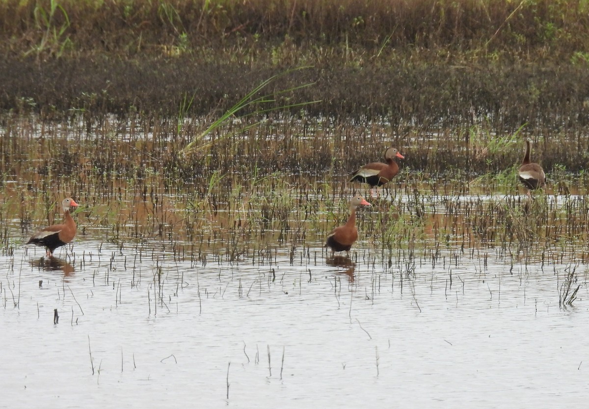Black-bellied Whistling-Duck - ML640295785