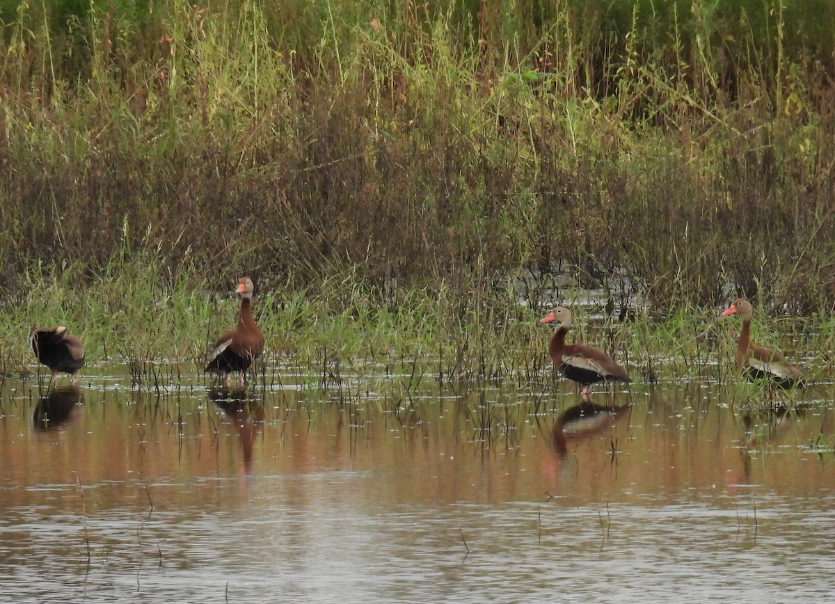 Black-bellied Whistling-Duck - ML640295786