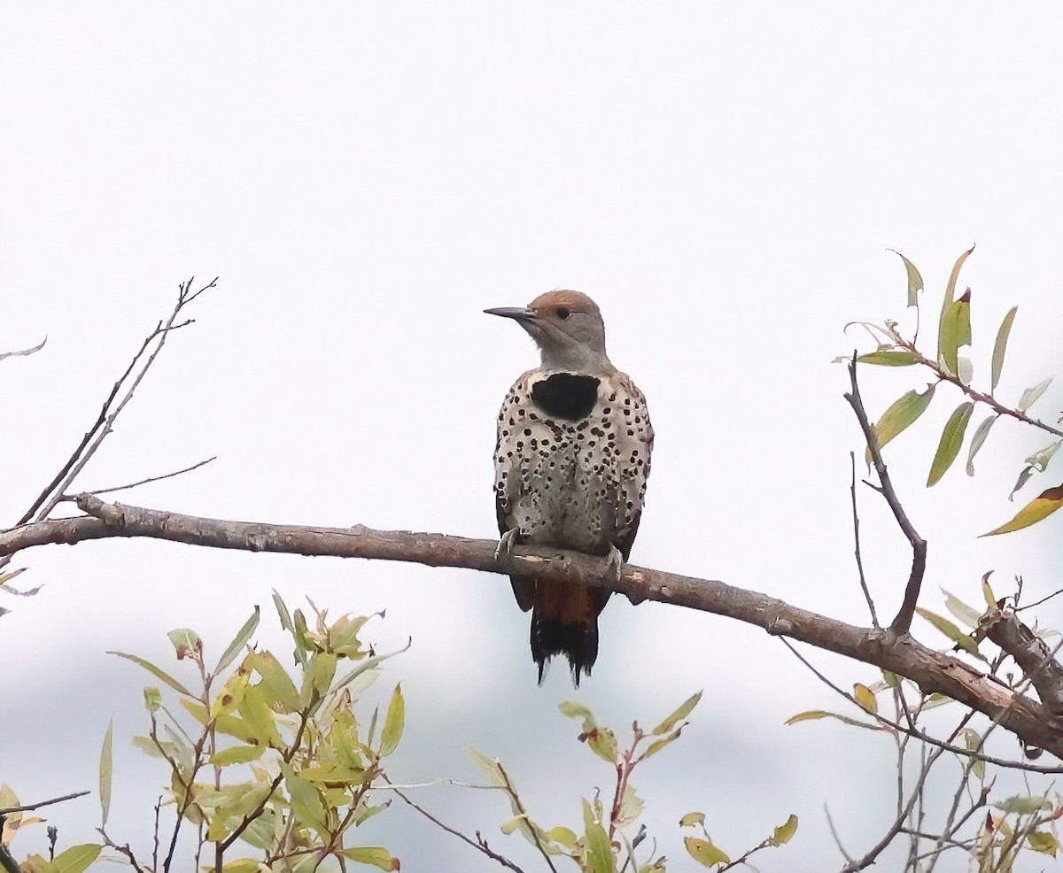 Northern Flicker - ML640295831