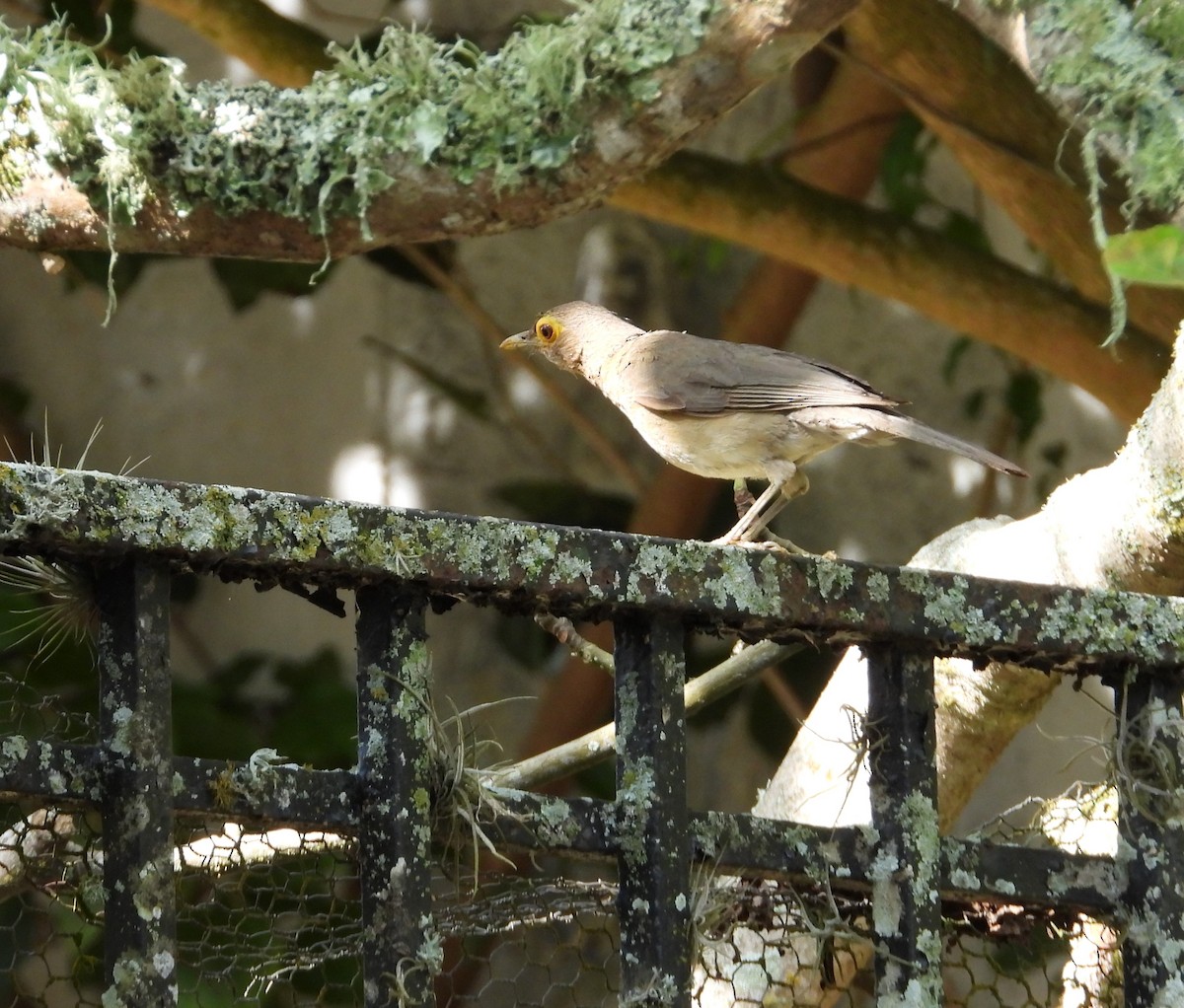 Spectacled Thrush - ML640295839