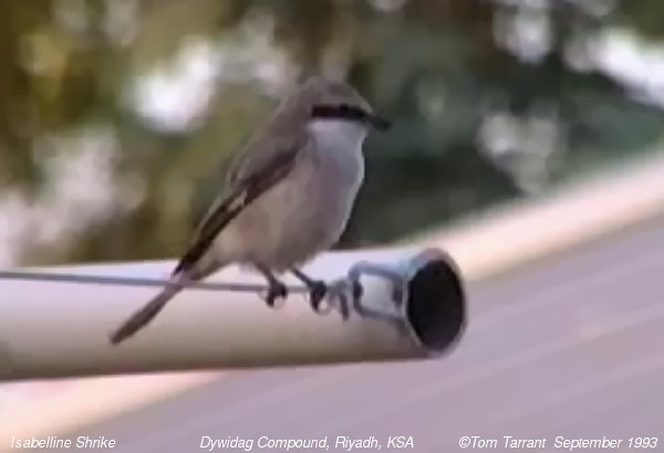 Isabelline Shrike - ML640295881