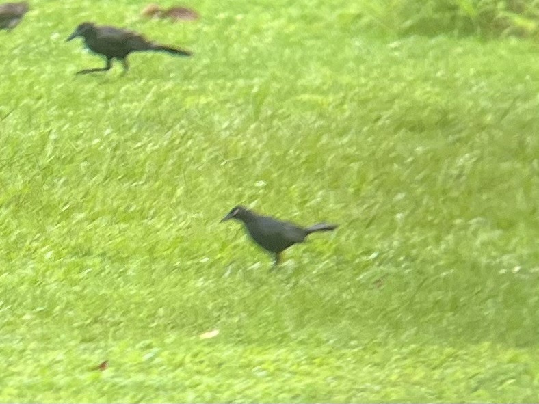 Carib Grackle - ML640295956