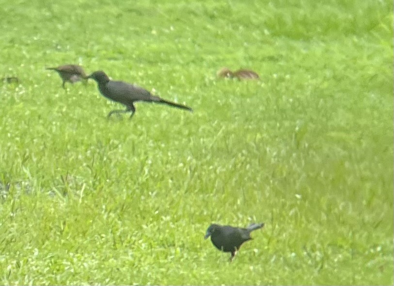 Carib Grackle - ML640295957