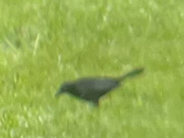 Carib Grackle - ML640295958