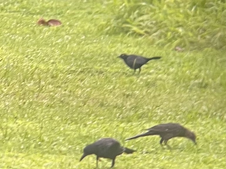 Carib Grackle - ML640295959