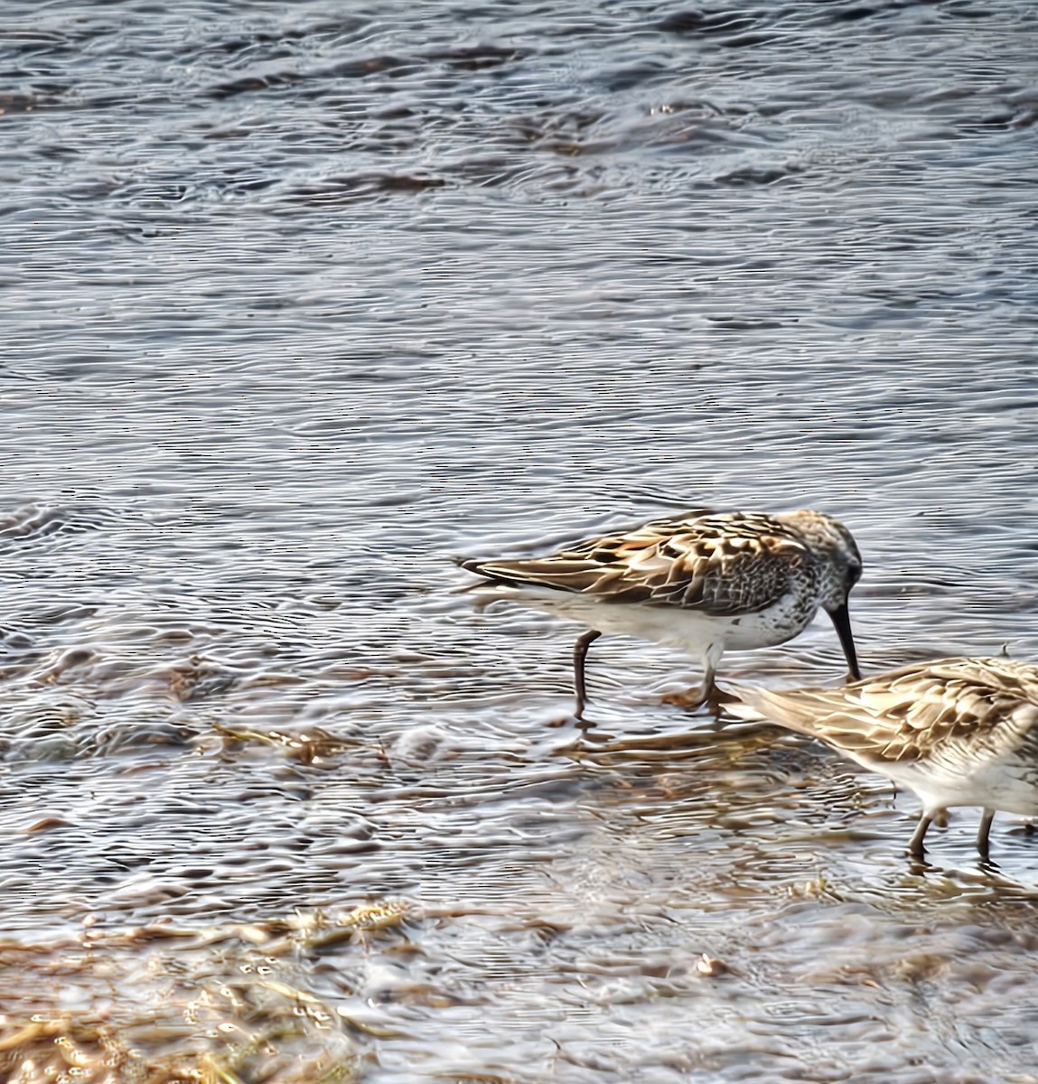 Western Sandpiper - ML640296172