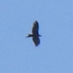 Wedge-tailed Eagle - ML640296288