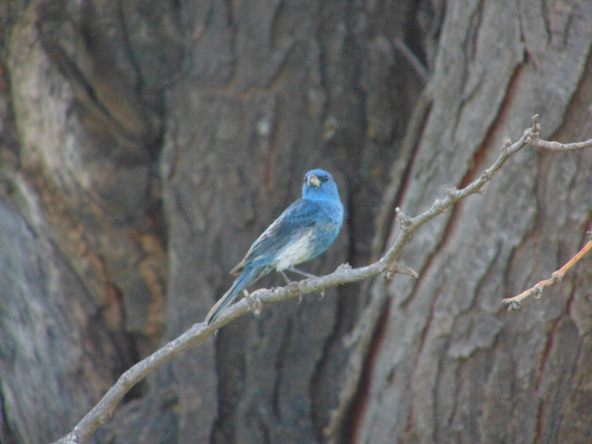 Lazuli/Indigo Bunting - ML640296328