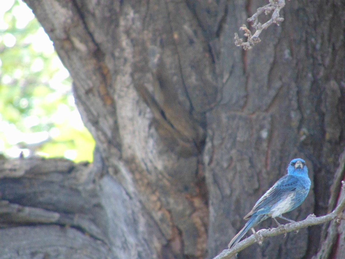 Lazuli/Indigo Bunting - ML640296329