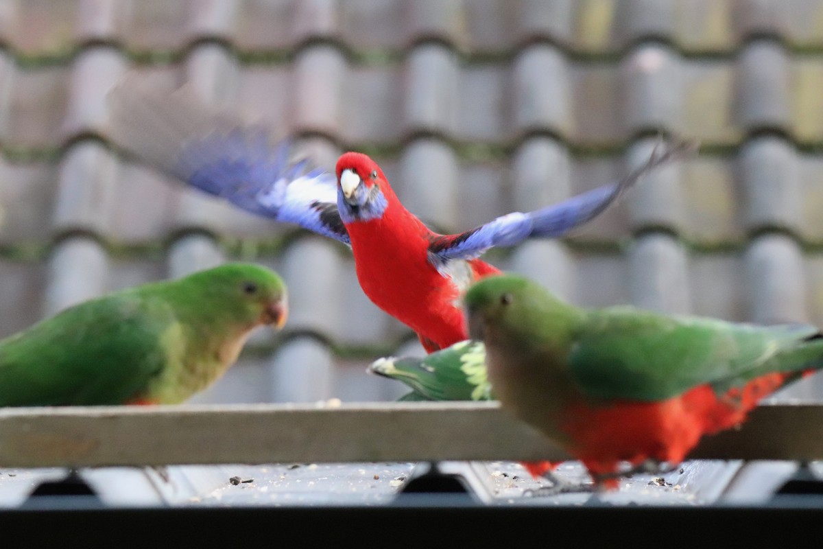 Australian King-Parrot - ML640296365