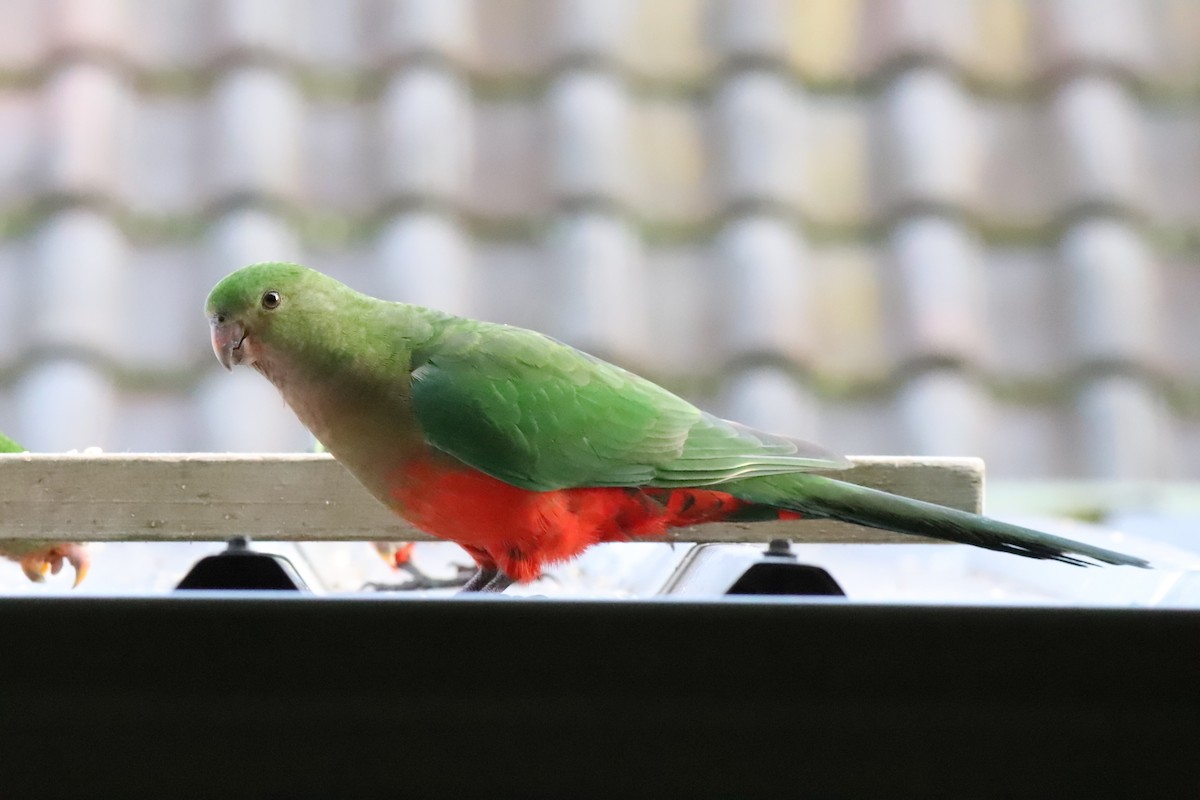 Australian King-Parrot - ML640296366