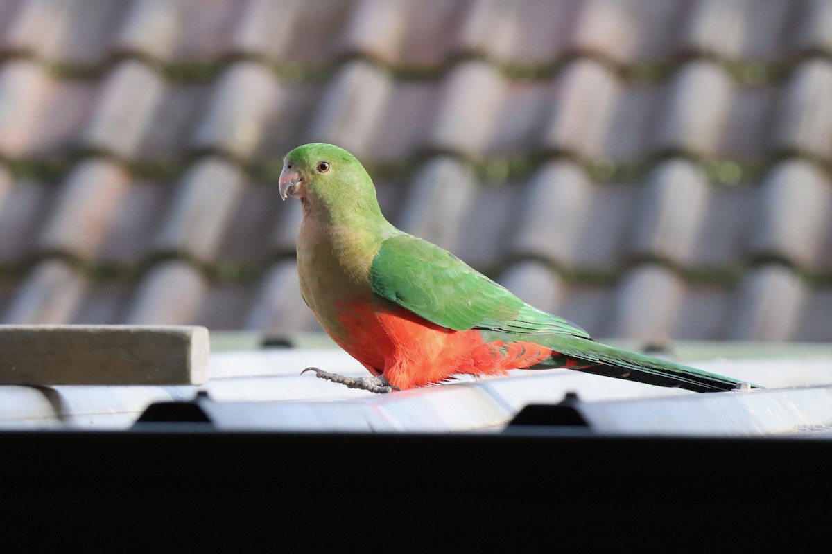 Australian King-Parrot - ML640296367