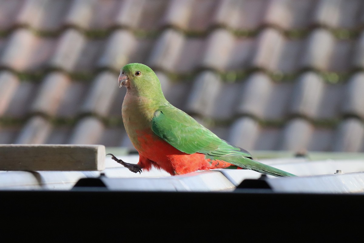 Australian King-Parrot - ML640296368