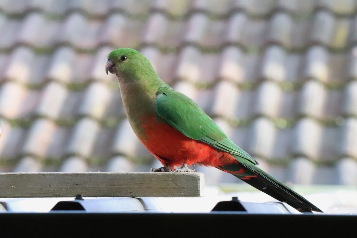Australian King-Parrot - ML640296369