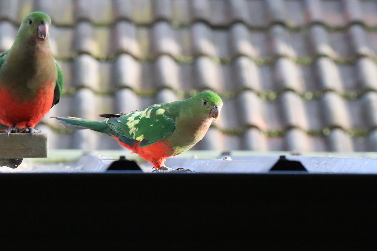 Australian King-Parrot - ML640296370