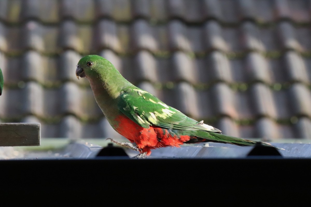 Australian King-Parrot - ML640296371