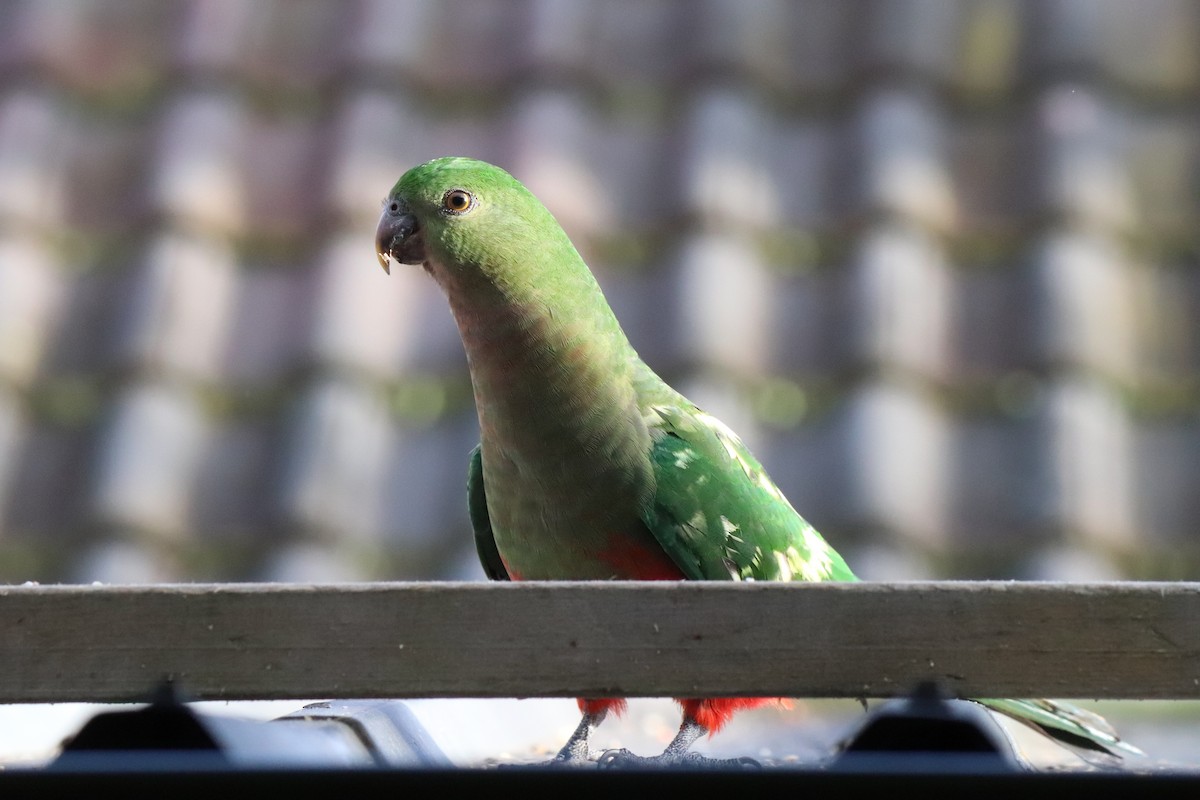 Australian King-Parrot - ML640296372