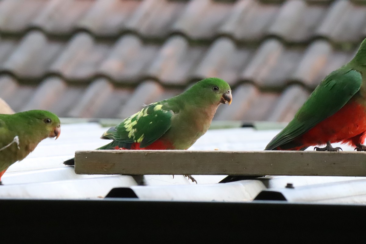 Australian King-Parrot - ML640296373