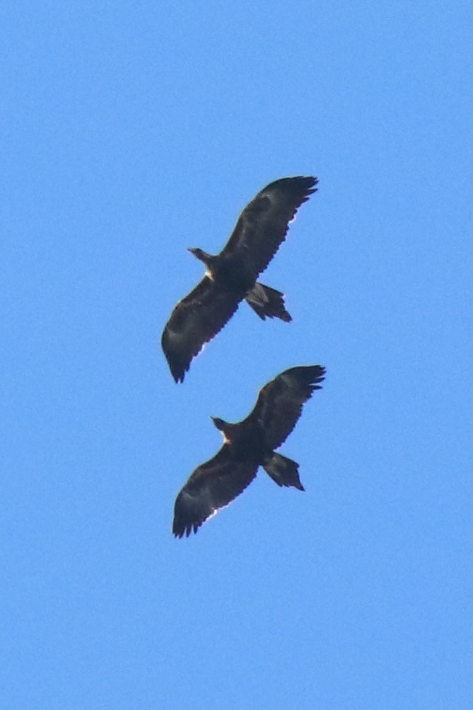 Wedge-tailed Eagle - ML640296395