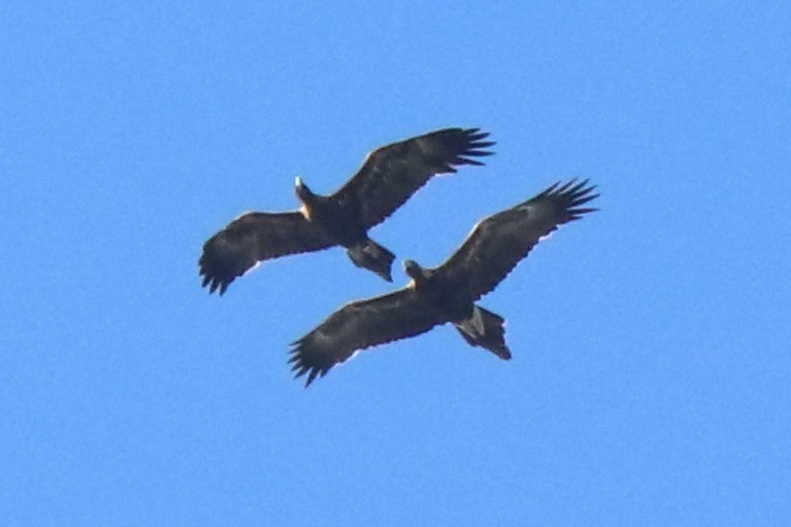 Wedge-tailed Eagle - ML640296396