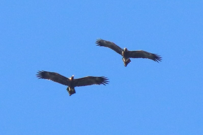 Wedge-tailed Eagle - ML640296397