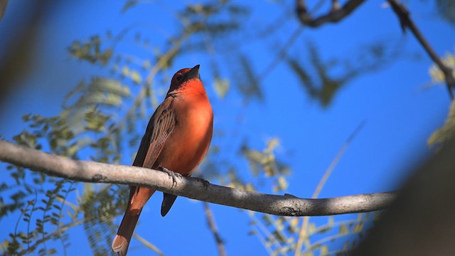 Hepatic Tanager - ML640296443