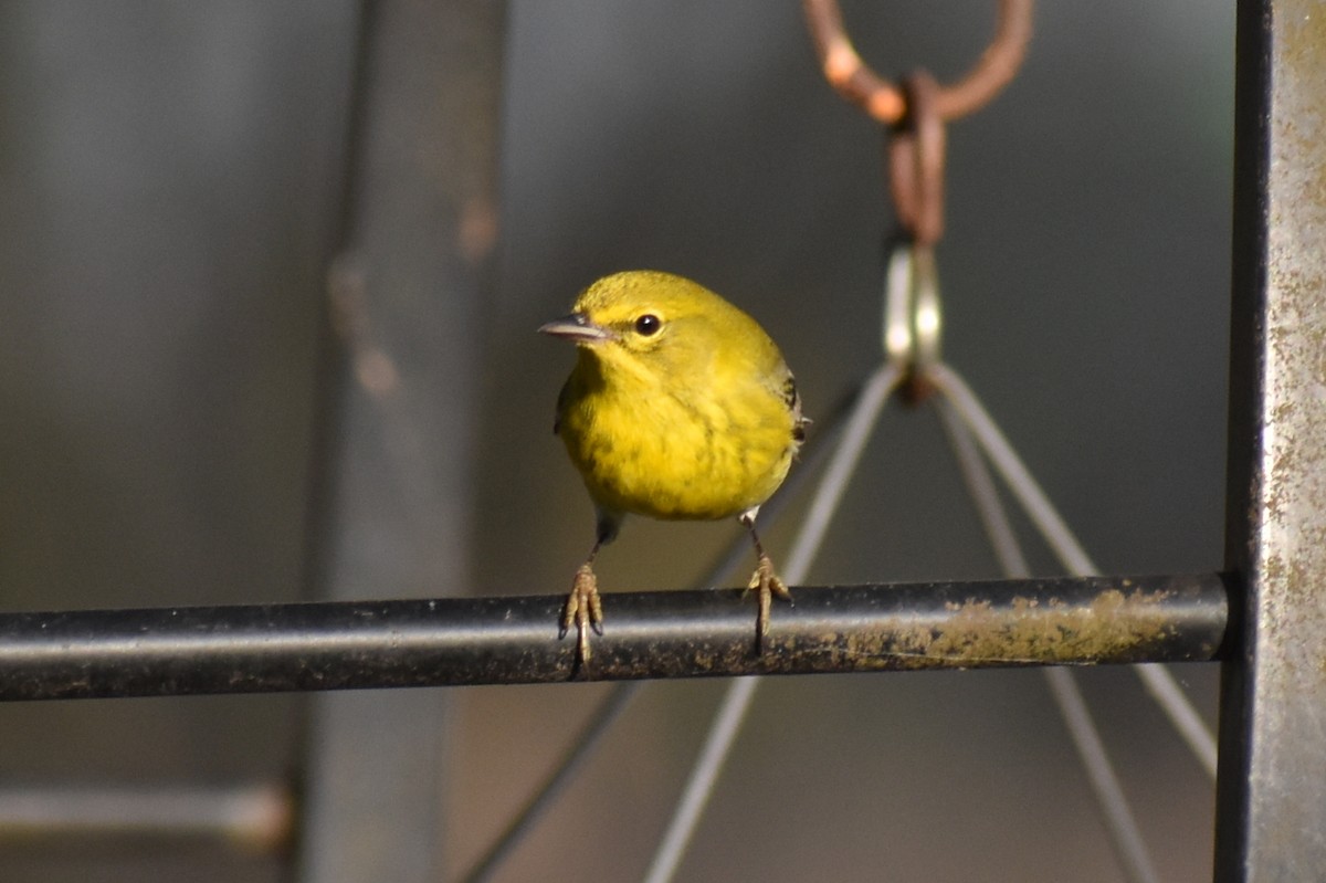 Pine Warbler - ML640296463