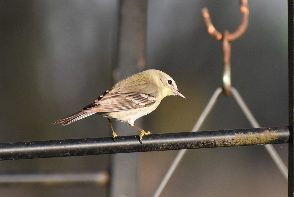 Pine Warbler - ML640296465