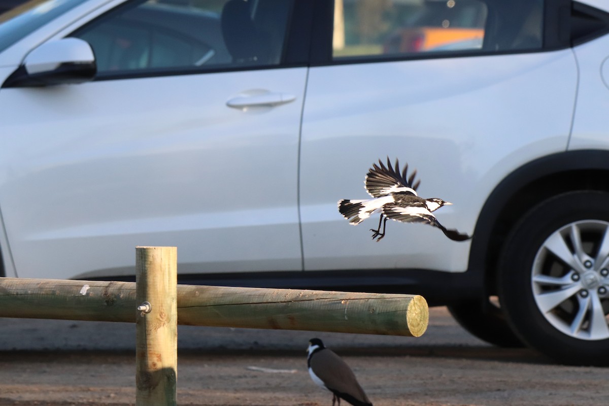 Magpie-lark - ML640296496