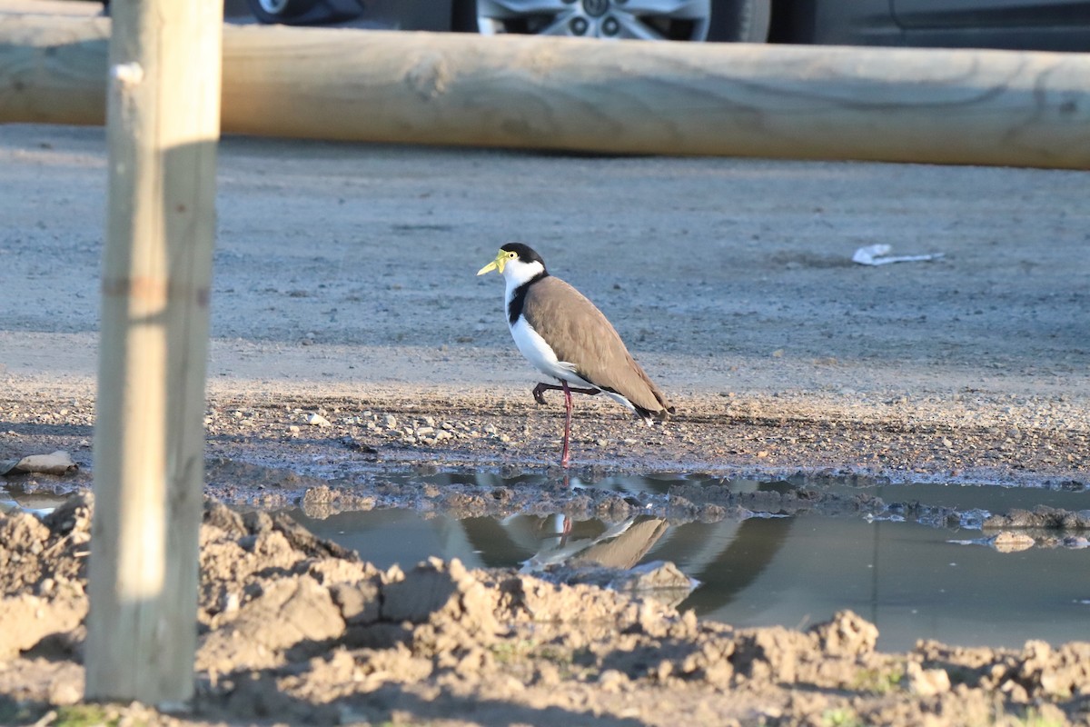 Masked Lapwing - ML640296502
