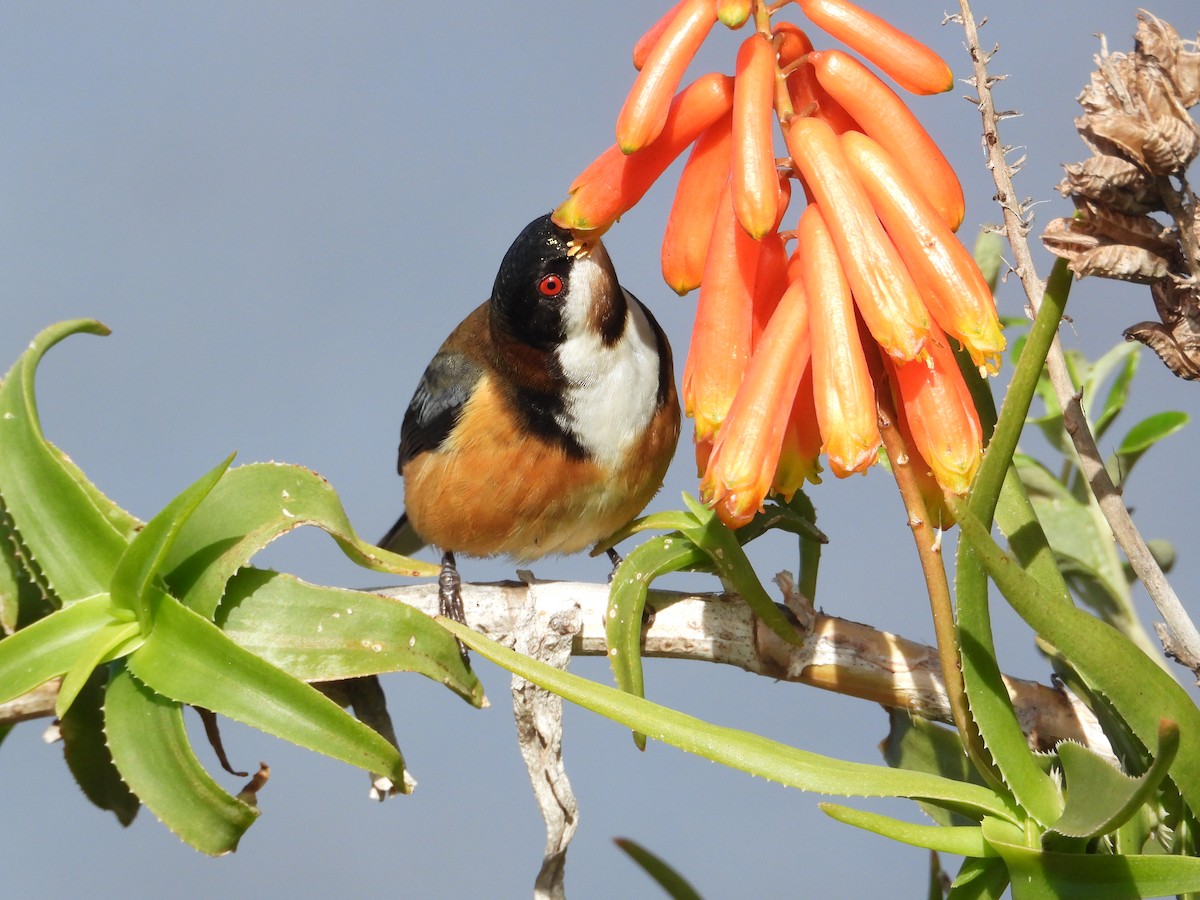 Picoespina Oriental - ML640296514