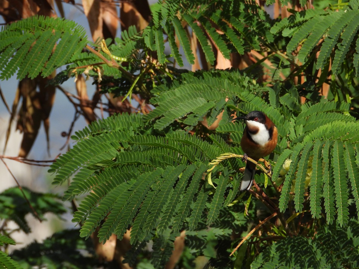 Picoespina Oriental - ML640296515