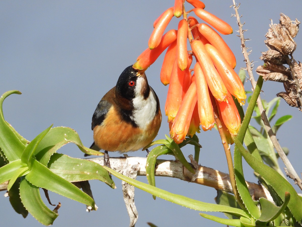 Picoespina Oriental - ML640296516