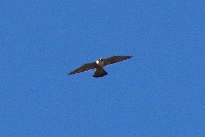 Peregrine Falcon - ML640296577