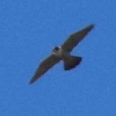 Peregrine Falcon - ML640296579