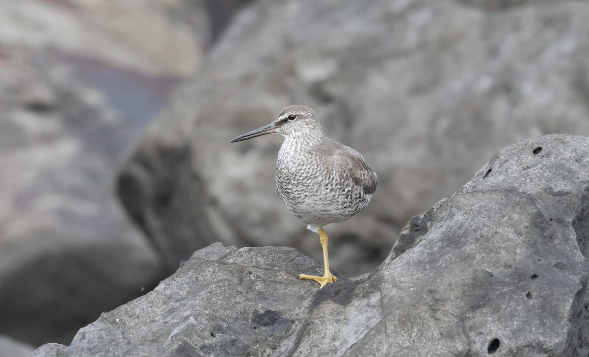 Wandering Tattler - ML640296692
