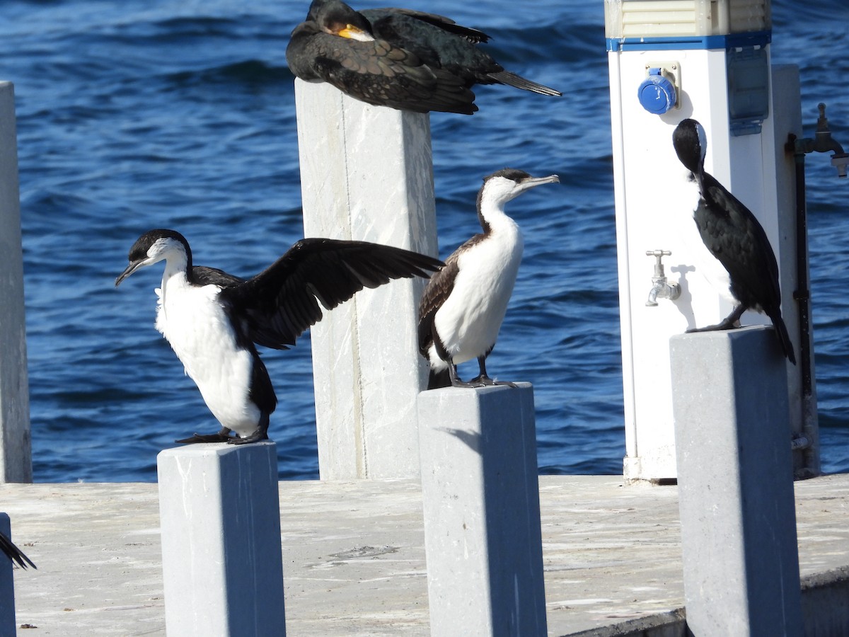 Black-faced Cormorant - ML640296705