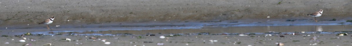Semipalmated Plover - ML640296740