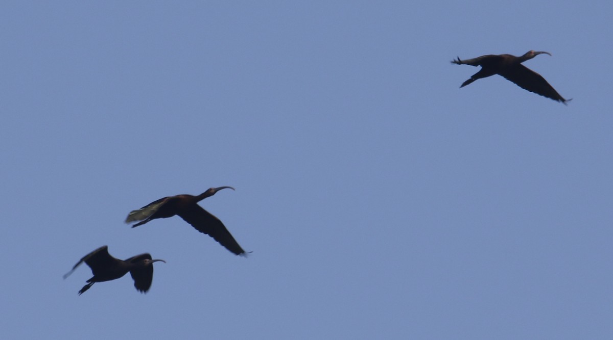 White-faced Ibis - ML640296825