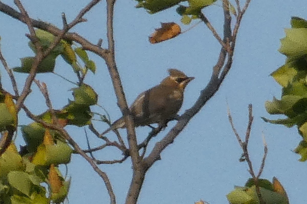 Cedar Waxwing - ML640296901