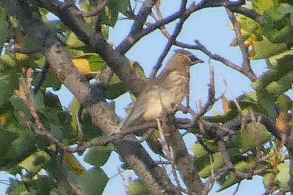 Cedar Waxwing - ML640296902