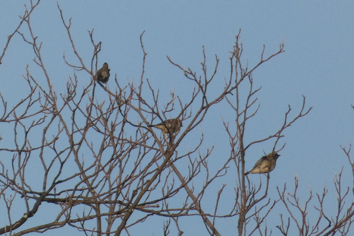 Cedar Waxwing - ML640296903