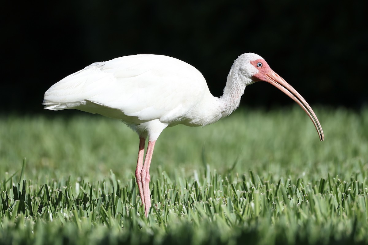 White Ibis - ML640296918