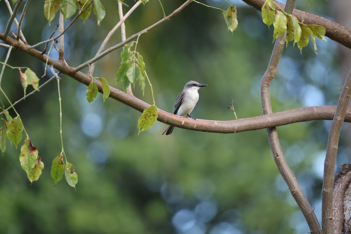 Gray Kingbird - ML640296954
