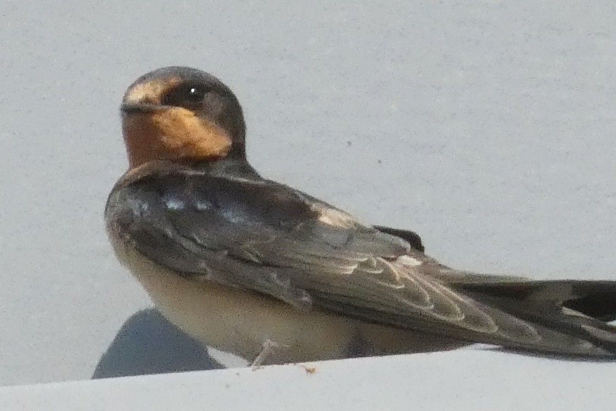 Hirondelle rustique - ML640296960