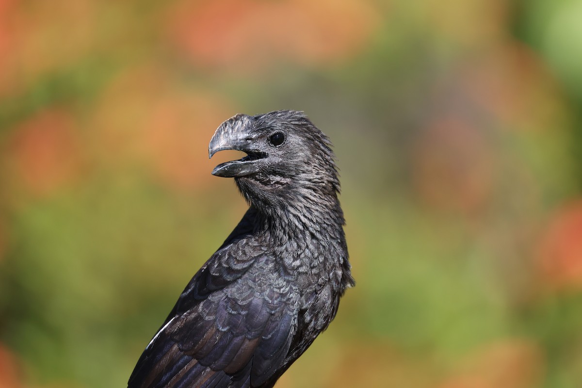 Smooth-billed Ani - ML640297016