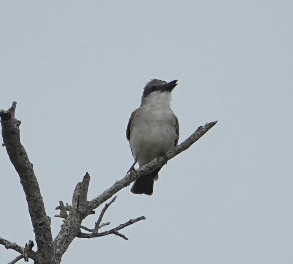 Gray Kingbird - ML640297042