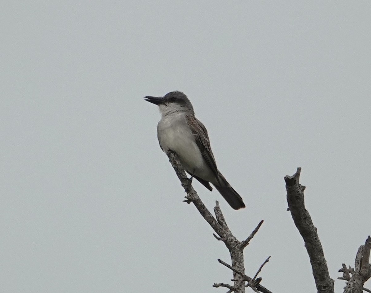 Gray Kingbird - ML640297043